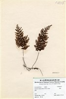 藏品(蕗蕨)的圖片